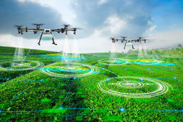 Agriculture drone scanning area to sprayed fertilizer on green tea fields, Technology smart farm 4.0 concept