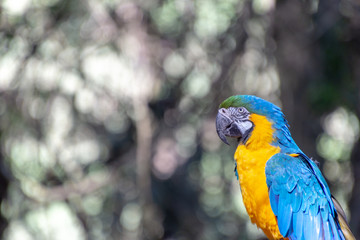 MACAW
