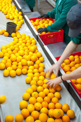 Farmers in a warehouse selecting and then packaging just picked tarocco oranges into boxes