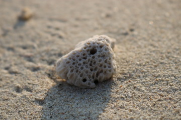 Coral on the Beach