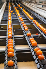 The working of citrus fruits: icilian tarocco oranges during the calibration process in a modern production line
