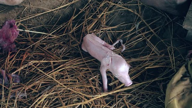 Newborn piglet's first attempts to stand up ( close up )