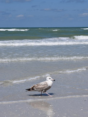 seagull at water's edge, at beach, blue sky.