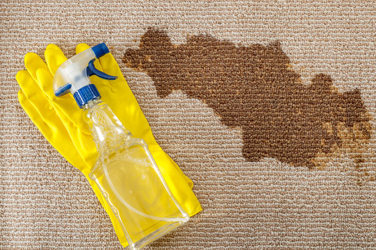 Cleaning supplies and carpet sanitizing concept with a pair of yellow rubber gloves and a bottle of carpet cleaner with a spray head next to a dried big brown coffee stain