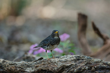Japanese Thrush (Turdus cardis) bird