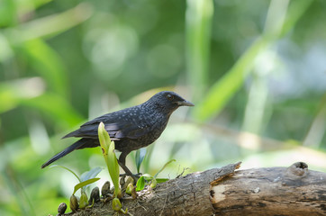 Blue Whistling Thrush (Myophonus caeruleus) bird