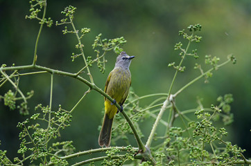 Flavescent Bulbul perching on branch of fruiting tree