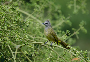 Flavescent Bulbul perching on branch of fruiting tree