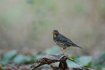 Fototapeta premium Japanese Thrush (Turdus cardis) bird