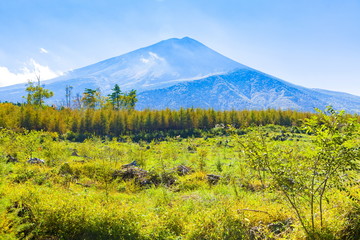 Fototapeta premium 秋の富士山、山梨県鳴沢村にて