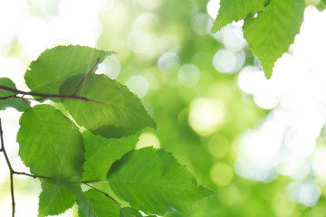 Fototapeta na wymiar 新緑の葉と木漏れ日