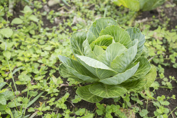 Cabbage in home garden (Brassica oleracea)