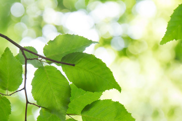 新緑の葉と木漏れ日