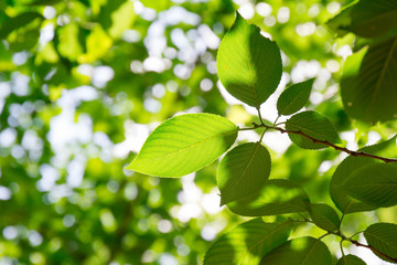 新緑の葉と木漏れ日