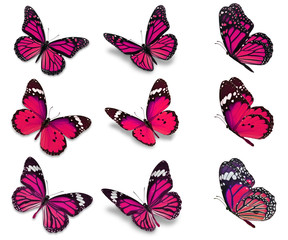 Naklejka premium kolekcja motyli monarchy