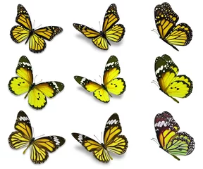 Crédence de cuisine en verre imprimé Papillon collection de papillons monarques