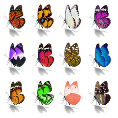 Beautiful  butterfly collection