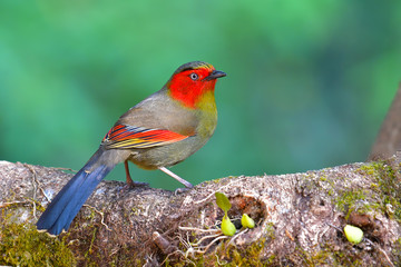 Red-faced liocichla bird