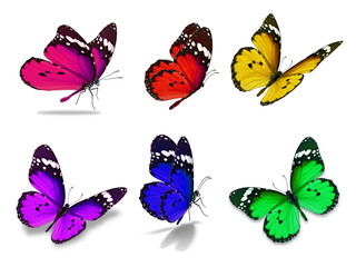 Fototapeta premium sześć monarchicznych motyli