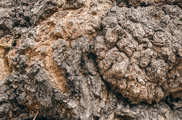 Tree bark texture background close up photo.