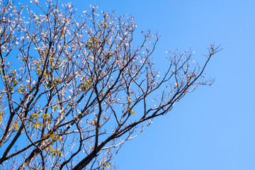 Dried pot of Padauk on deciduous tree in the autumn season with blue sky background