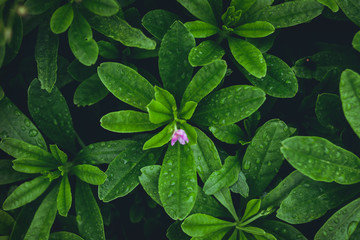 Green Leaves background and Old silver pocket watch clock 