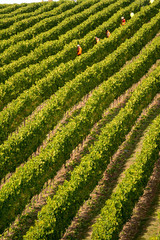 aerial view of Chardonnay Grape Harvesting