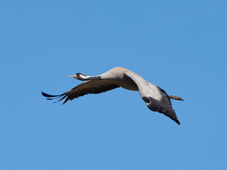 Common crane (Grus grus)