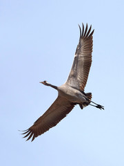 Common crane (Grus grus)