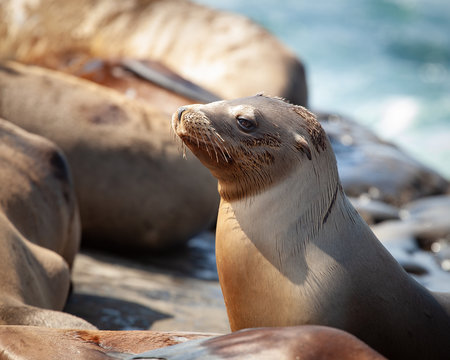 California Seal Lion Portrait on the coastline and sunbathing on the rocks