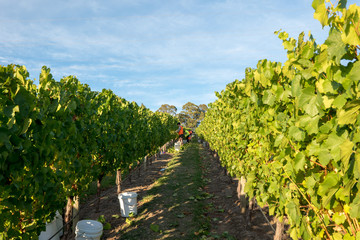 Fototapeta na wymiar Chardonnay Grape Harvesting