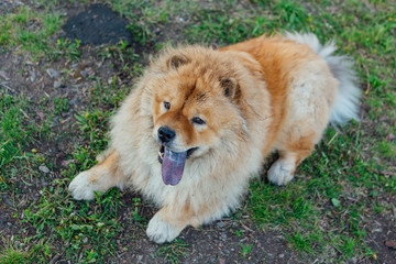 Fototapeta na wymiar Red hair chow chow dog with blue tongue