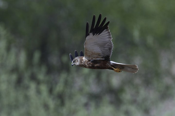 Western marsh harrier (Circus aeruginosus)