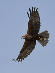 Obraz premium Western marsh harrier (Circus aeruginosus)