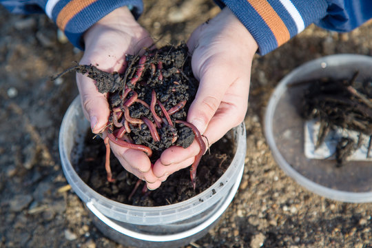 a bunch of worms for fishing in hands