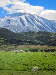 Fototapeta na wymiar Merino sheeps on field in farm, new zealand