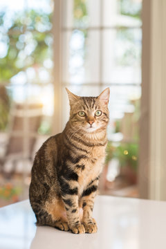 Fototapeta Relaxed domestic cat at home, indoor