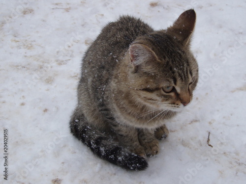 Animal Animal Themes Cat Close Up Cold Temperature Domestic