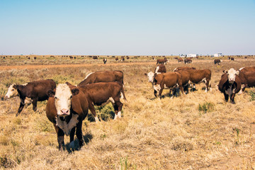 Cows in outback Australia.

