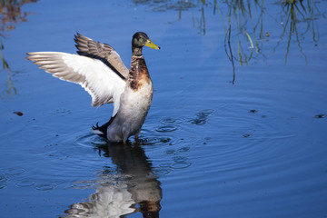 A Mallard (Anas platyrhynchos) stretches his wings in an urban pond in a food control channel.