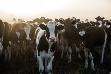 Vache debout devant les autres pendant un matin brumeux.