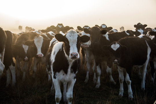 Cow standing in front of others during a misty morning.
