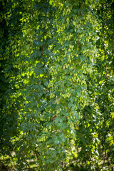 Fototapeta premium Hops in flower
