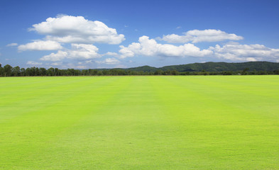 green field and blue sky