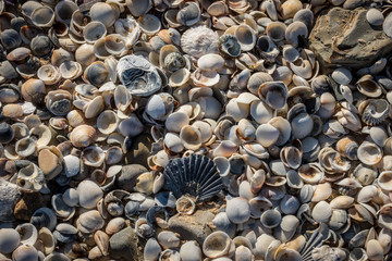 shells on the beach, Shelly Point, Scamander Conservation Area
