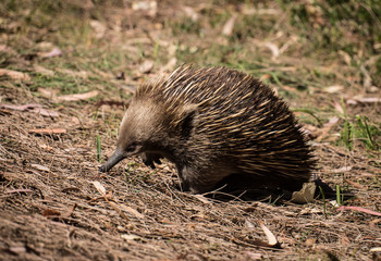 echidna