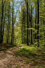 Fototapeta na wymiar Zartes Grün im lichtdurchfluteten Frühlingswald der 