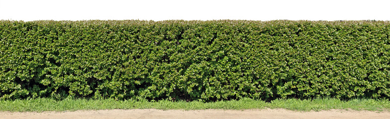A long hedge of cut decorative bush. Isolated on top high resolution panoramic collage - obrazy, fototapety, plakaty