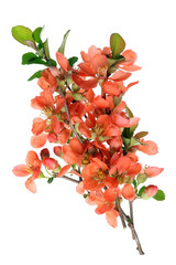 Blossoming in May Japanese quince (Chaenomeles)  bush twigs with flowers.
