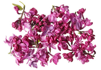 Flowers of dark purple lilacs without leaves and twigs